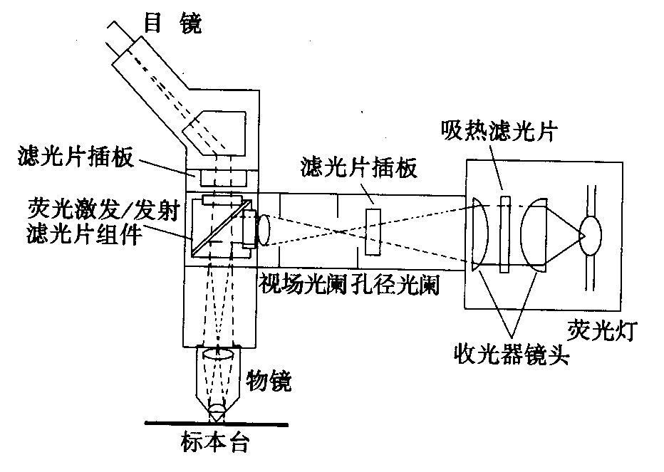 熒光顯微鏡原理圖，激發(fā)濾板和壓制濾色系統(tǒng)